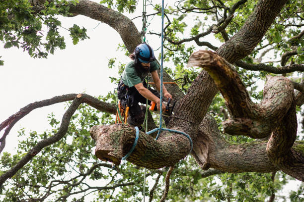 How Our Tree Care Process Works  in  Camano, WA