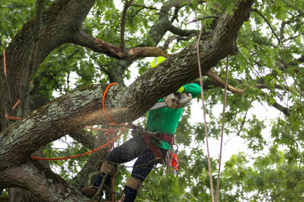 Best Hazardous Tree Removal  in Camano, WA