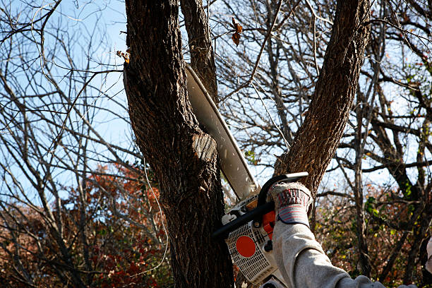 Best Root Management and Removal  in Camano, WA